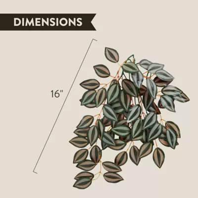 Product Thrive Hanging Vine Terrarium Plant
