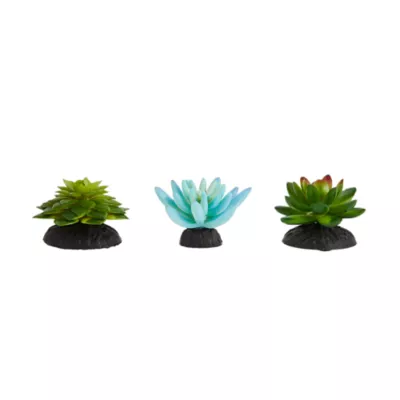 Product Thrive Succulent Plants - 3pk