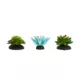 Product Thrive Succulent Plants - 3pk