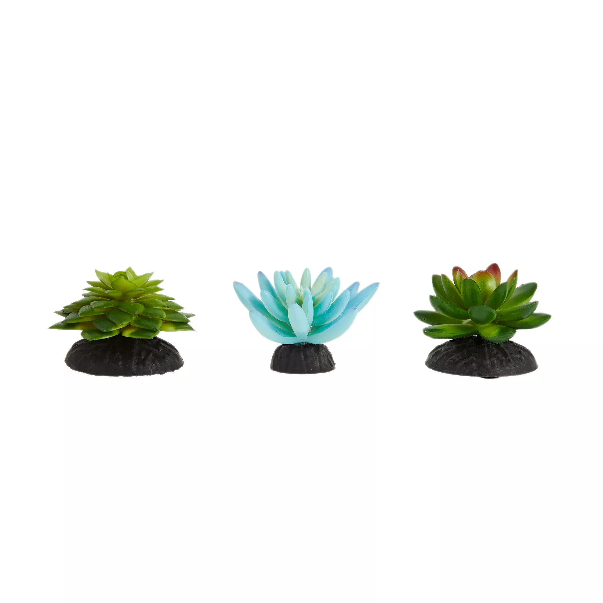 Thrive Succulent Plants - 3pk