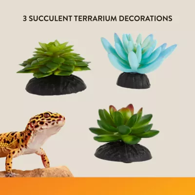 Product Thrive Succulent Plants - 3pk