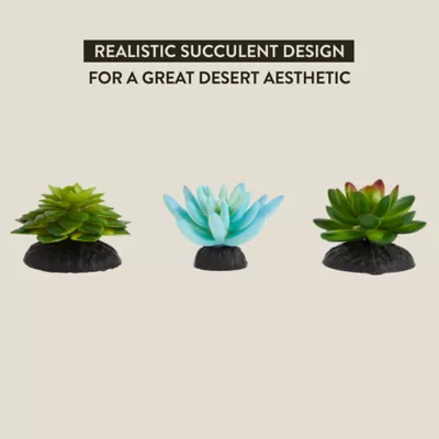 Product Thrive Succulent Plants - 3pk