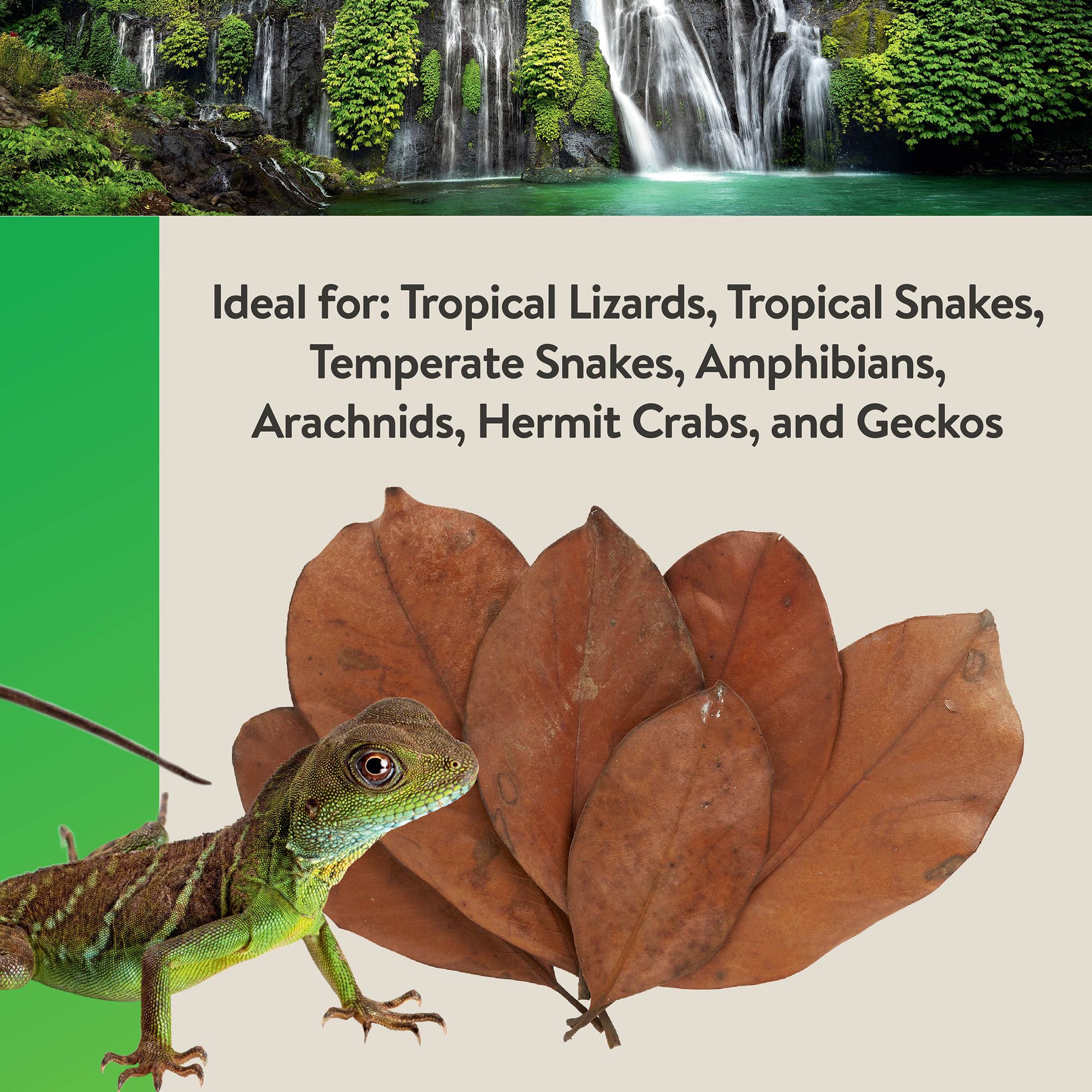 Thrive Natural Magnolia Leaf Litter - Bioactive Terrarium Substrate - 3 qt - thumbnail 5