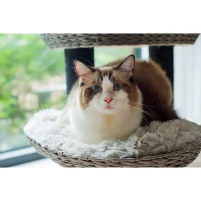 Product PetPals 50-in Tundra Cat Tree, Grey