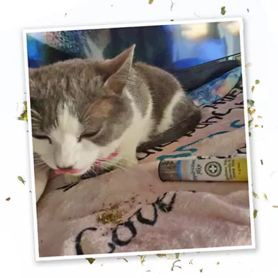 Product Meowijuana® Daydreamer Mix Catnip Sampler Tube