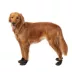 Top Paw® Dog Booties image thumbnail 1