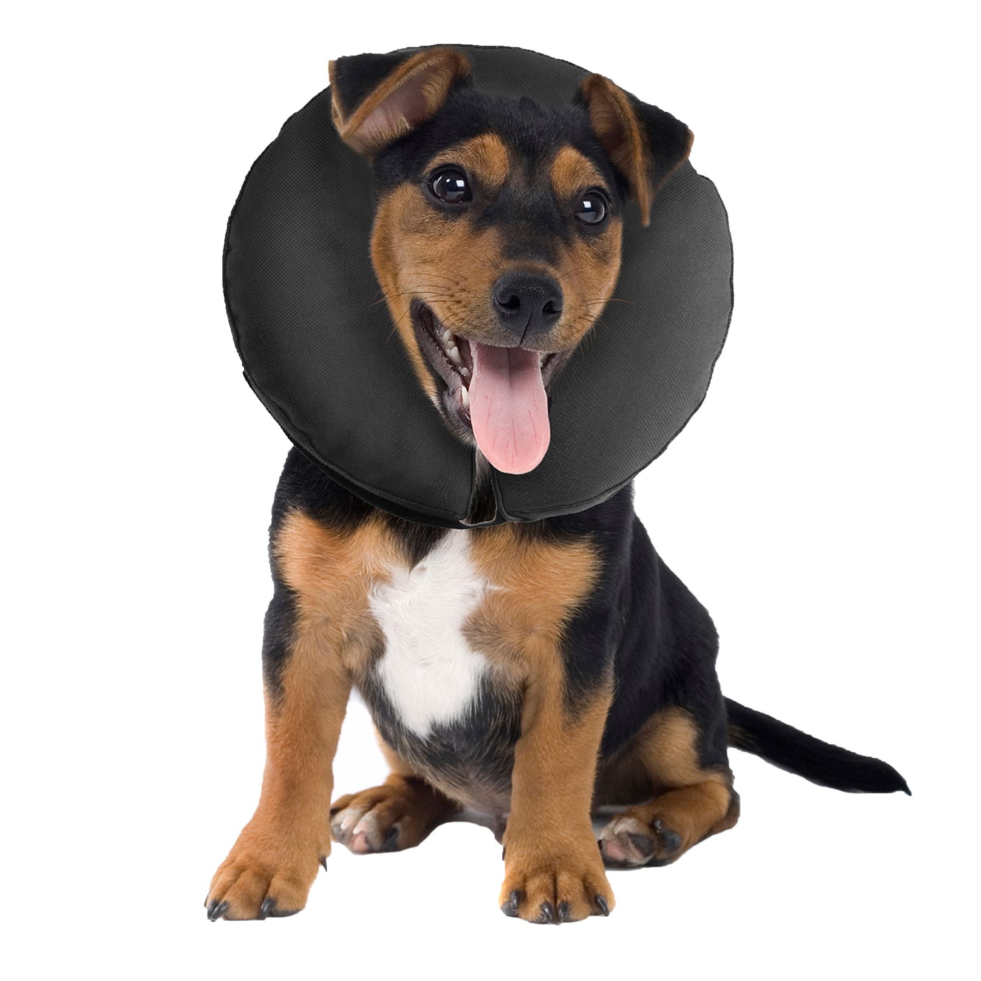 Dog cone 2024 collar petsmart