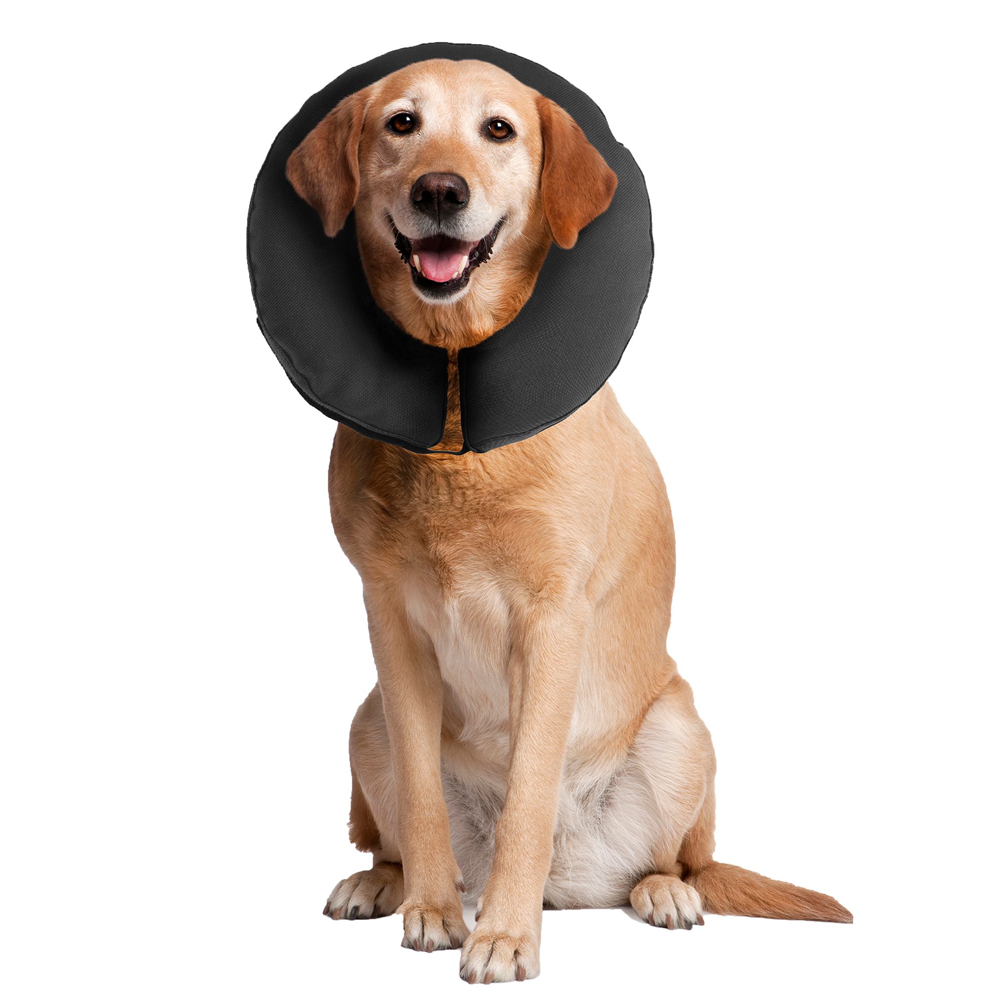 Dog cone 2024 collar petsmart