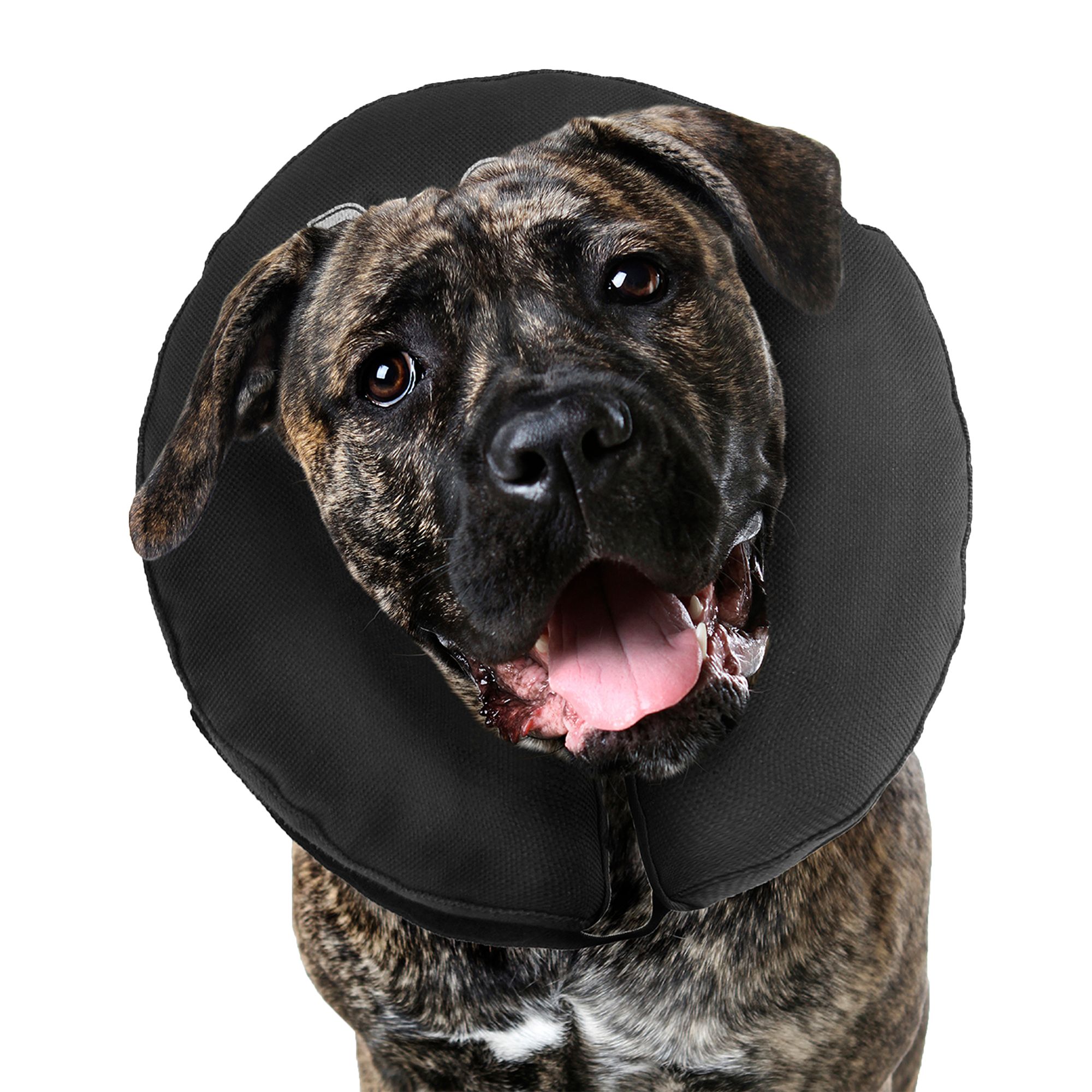 Inflatable e collar store for dogs petsmart