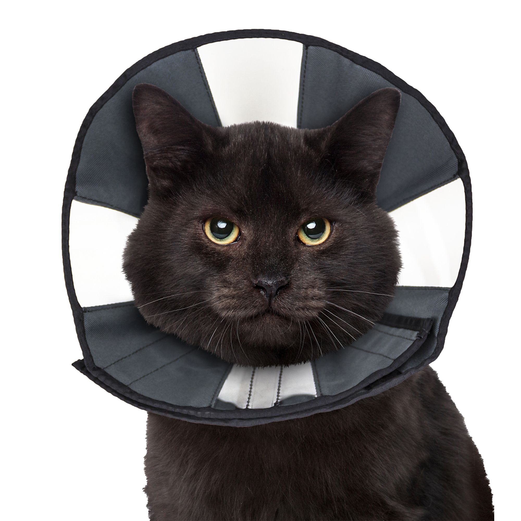 Petsmart neck outlet cone