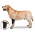 ZenPet Ortho Wrap Elbow image thumbnail 2