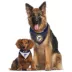 Pets First St. Louis Blues Reversible Bandana image thumbnail 4
