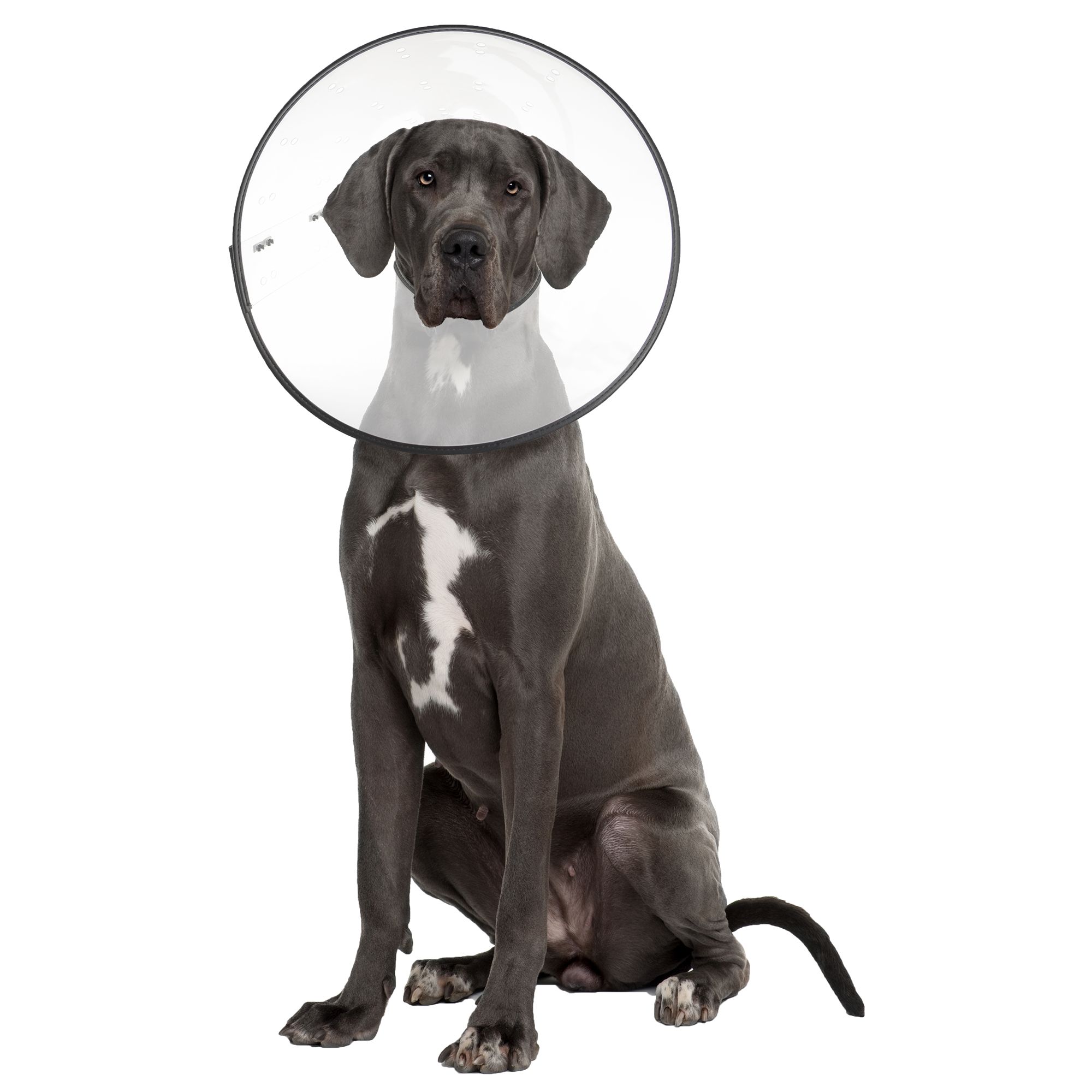 Elizabethan collar outlet petsmart