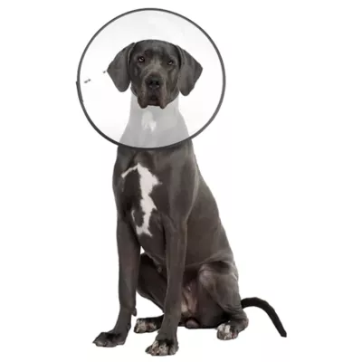 Petsmart neck cone best sale