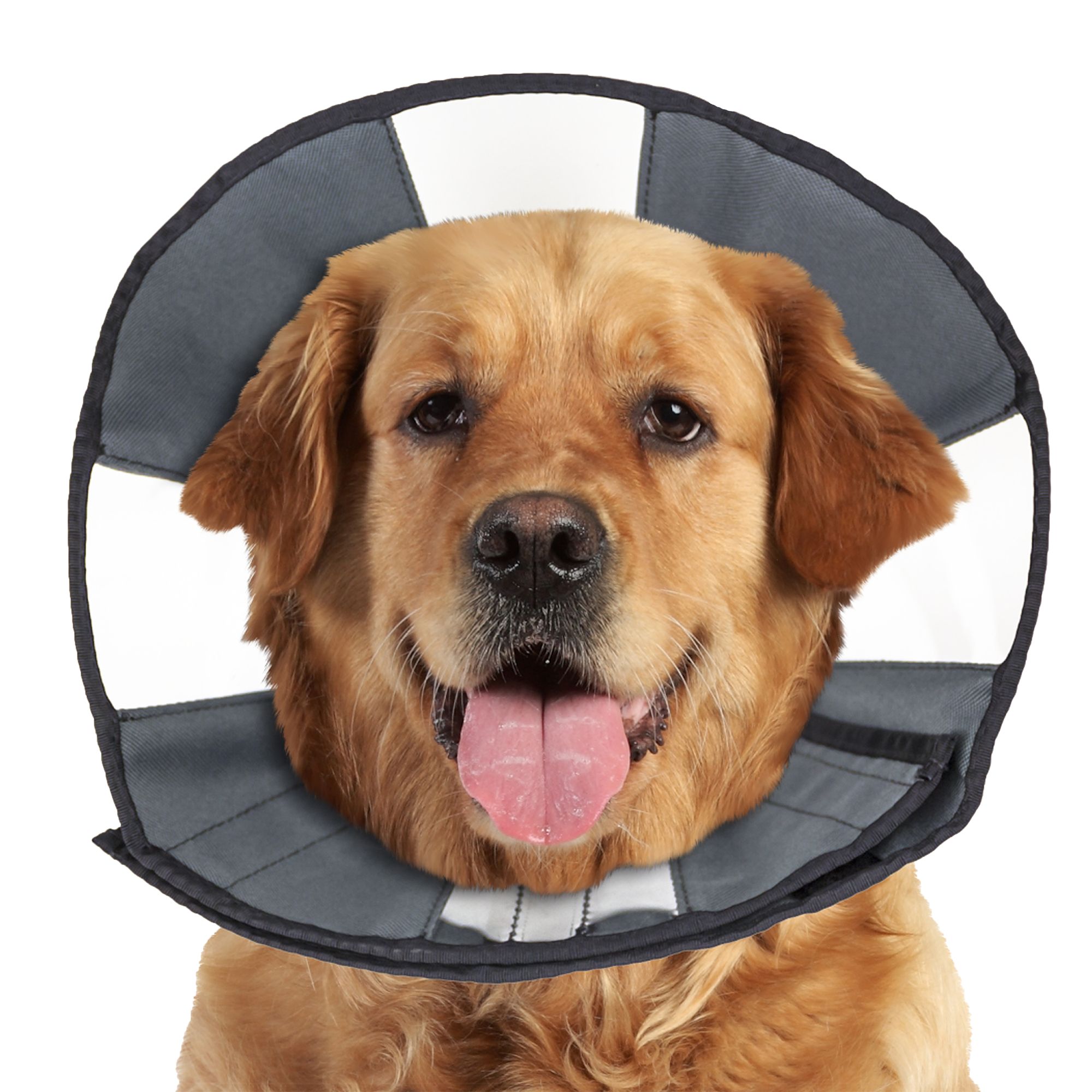 Petsmart shop recovery collar