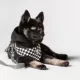 Product Fresh Pawz Checkerboard Hoodie Dog Harness