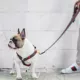 Product Fresh Pawz G-Stripe H-Dog Harness