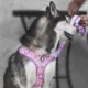 Product Fresh Pawz Pastel Pink Camo Adjustable Mesh Dog Harness