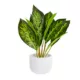 Product Top Fin® Artificial Aquarium Plant with White Pot - 16"