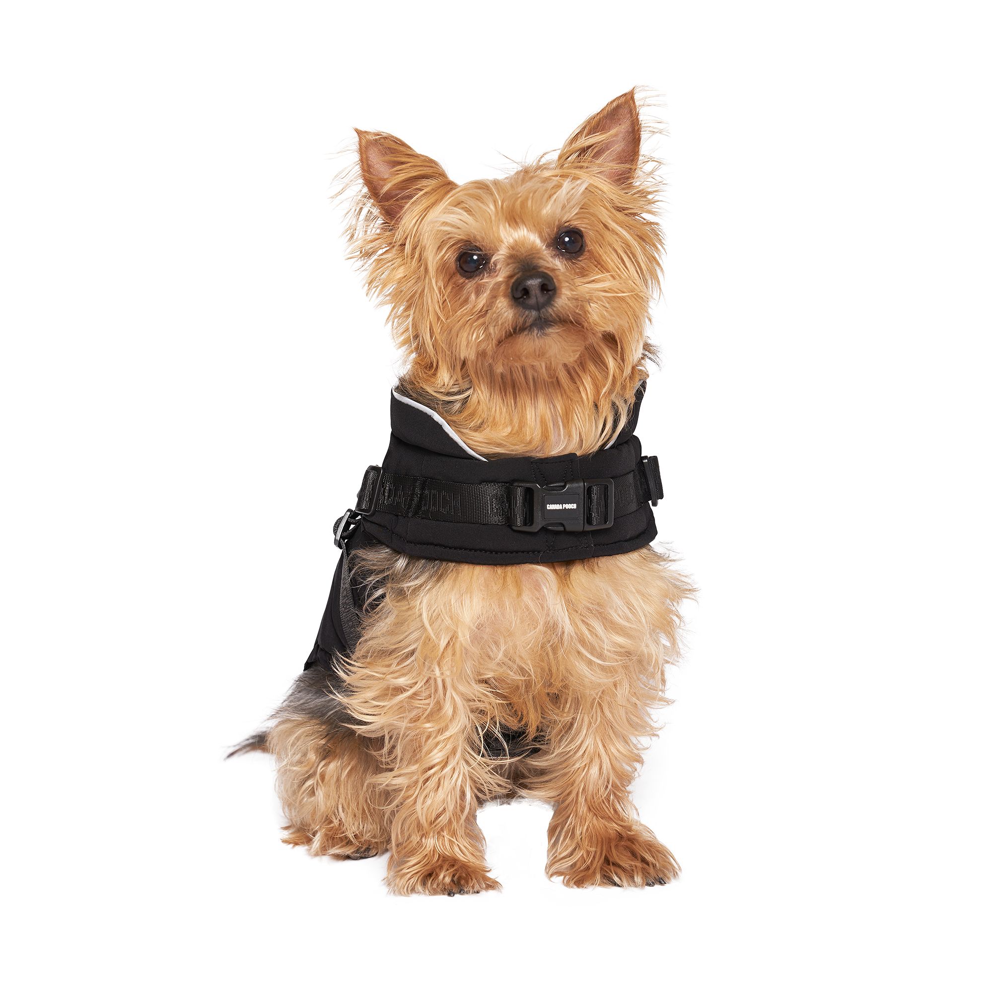 Dog jacket with harness best sale