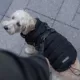 Product Canada Pooch 2-in-1 Dog Harness Puffer Jacket - Black