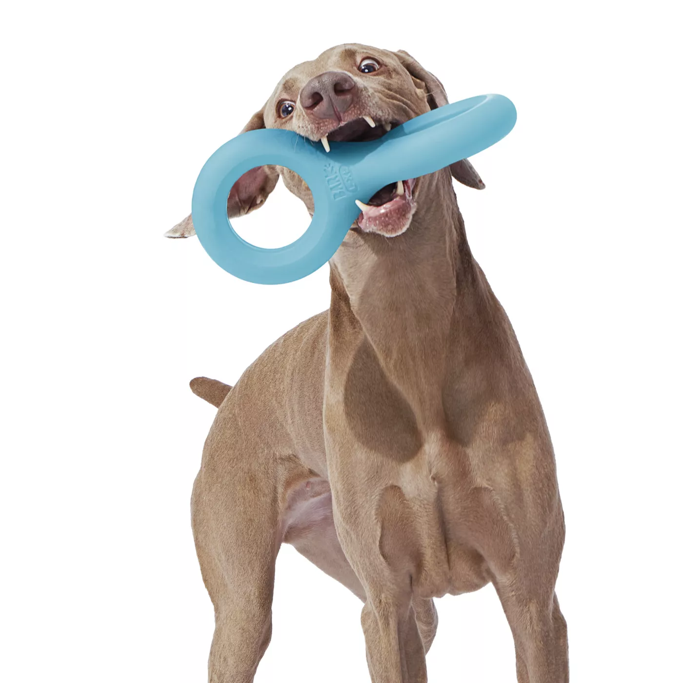 Bark Super Chewer Pully Dog Toy