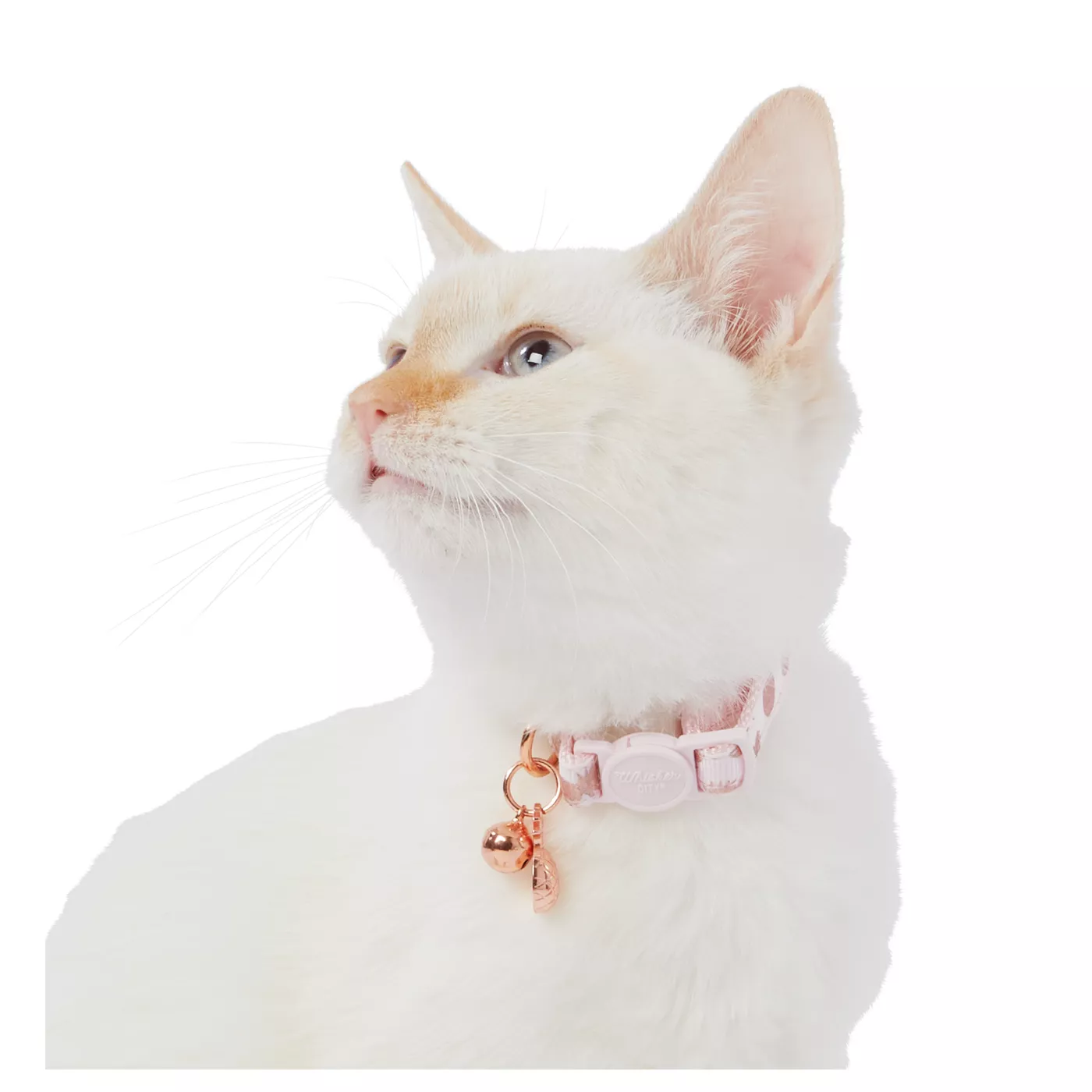 Fashion e collar for cats petsmart