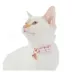 Whisker City® Pineapple Easy Release Kitten Collar image thumbnail 2
