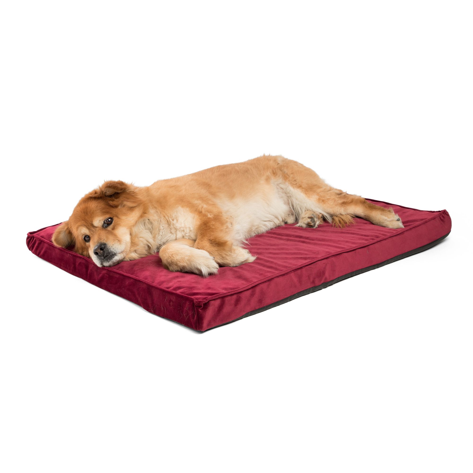 Petsmart kong hot sale dog bed