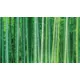 Product Top Fin® Trail & Bamboo Forest Reversible Aquarium Background