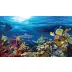 Top Fin® Sunlight & Coral Reef Forest Reversible Aquarium Background image thumbnail 1