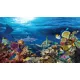 Product Top Fin® Sunlight & Coral Reef Forest Reversible Aquarium Background