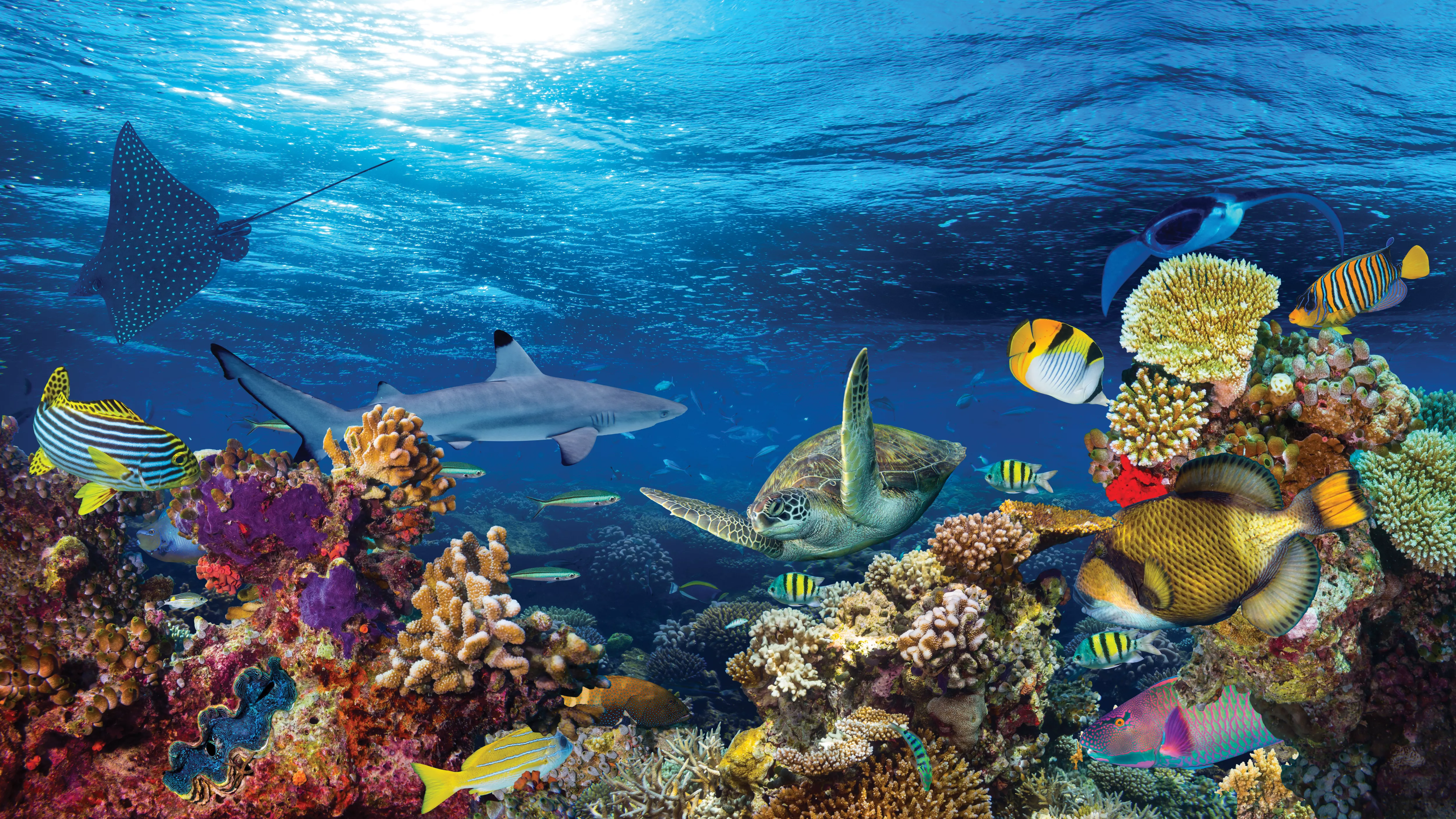 Best aquarium backgrounds best sale