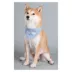 Touchdog Dizzy-Eyed Cyclops Cotton Velcro Dog Bandana & Scarf image thumbnail 4