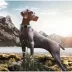 Pet Life Tutor-Sheild Martingale Safety & Training Chain Dog Collar image thumbnail 2