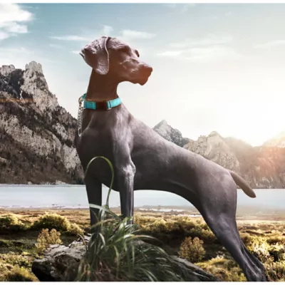 Product Pet Life Tutor-Sheild Martingale Safety & Training Chain Dog Collar
