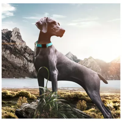 Pet Life Tutor-Sheild Martingale Safety & Training Chain Dog Collar - Image 2