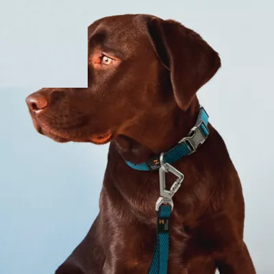Product Pet Life Escapade Outdoor Series 2-in-1 Convertible Dog Leash and Collar
