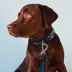 Pet Life Escapade Outdoor Series 2-in-1 Convertible Dog Leash and Collar image thumbnail 4