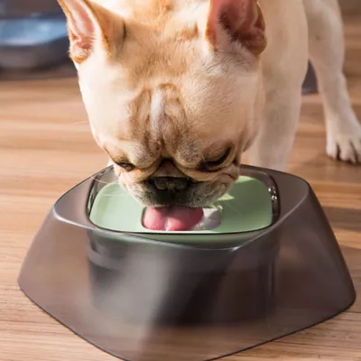 Product Pet Life Hydritate Anti-Puddle Drinking Water Pet Bowl