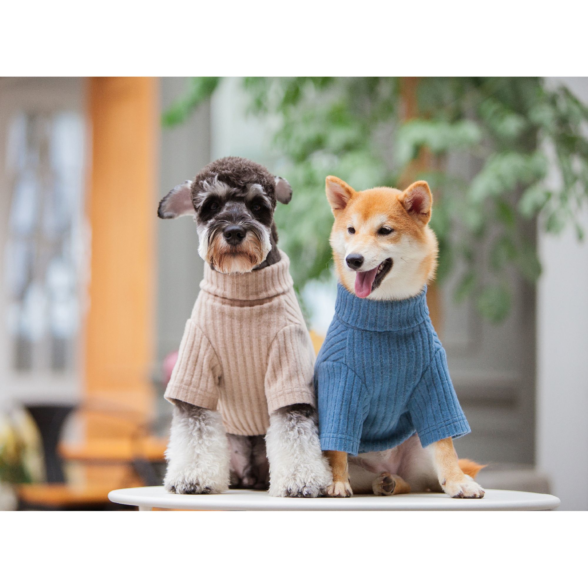 Petsmart dog outfits hotsell