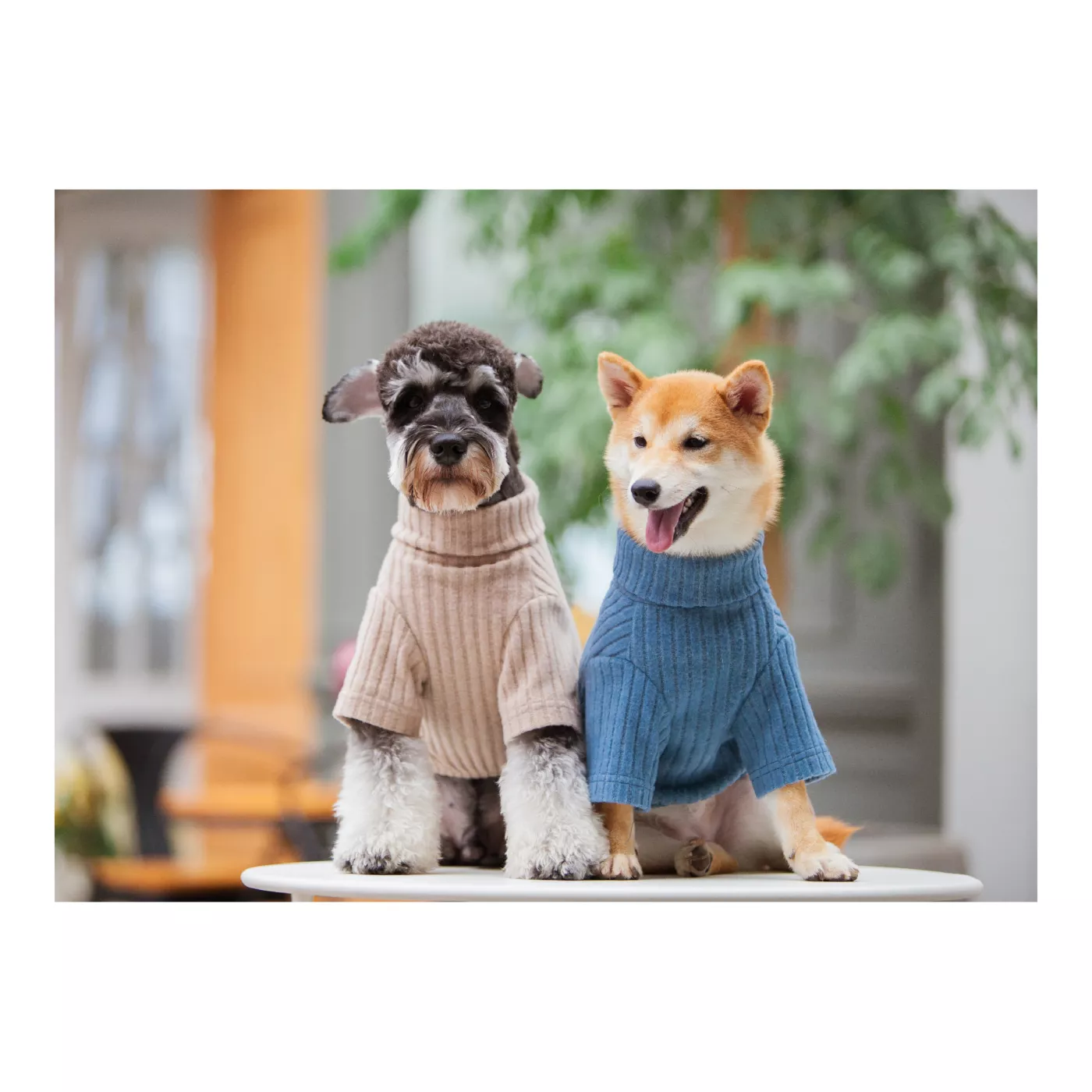 Touchdog Modress Fashion Designer Dog Sweater Dress