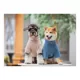 Product Touchdog Modress Fashion Designer Dog Sweater Dress