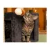 Armarkat 80-in Real Wood Cat Tower with Condos for Multiple Cats, Dark Gray image thumbnail 4