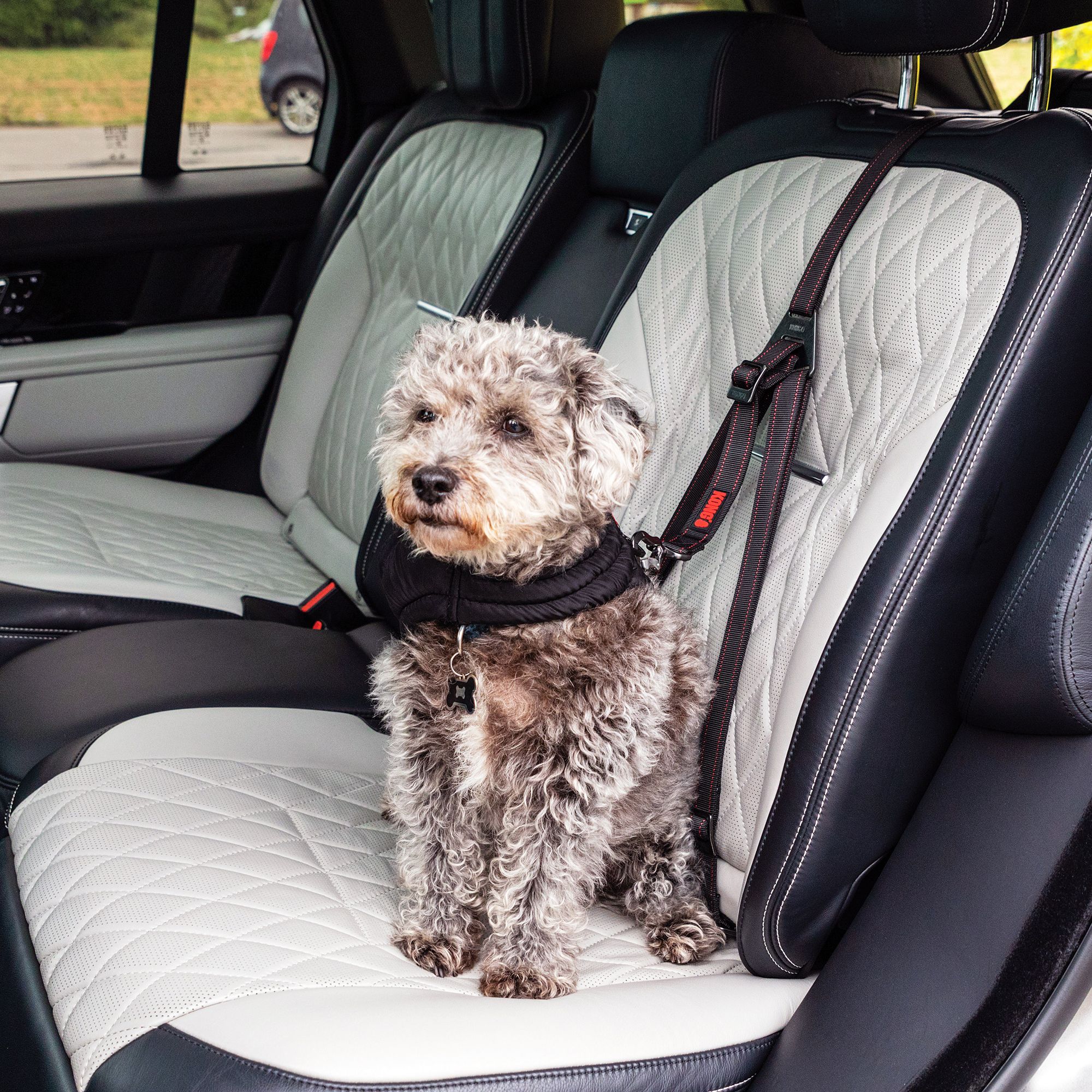 Petsmart sales car harness