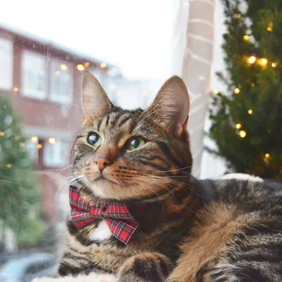 Product Made By Cleo® Hearthside Plaid Cat Bow Tie