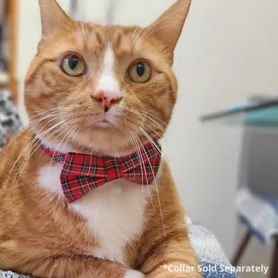 Product Made By Cleo® Hearthside Plaid Cat Bow Tie