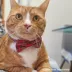 Made By Cleo® Hearthside Plaid Cat Bow Tie image thumbnail 4