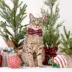 Made By Cleo® Hearthside Plaid Cat Bow Tie image thumbnail 5