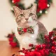 Product Made By Cleo® Holiday Holly Christmas Botanical Cat Bow Tie